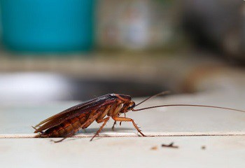 Kakkerlakken bestrijden Kakkerlakken bestrijden